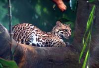 Un ocelot, petit chat sauvage habitant l'Amérique du Sud, l'Amérique Centrale et le Texas, est le nom de code de développement d'Ubuntu 11.10.